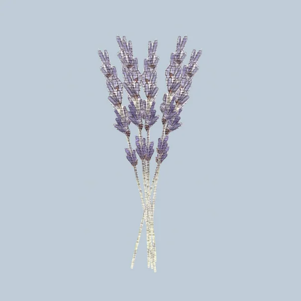 Hromada Francouzských Levandulových Květin Izolovaných Modrém Šedém Pozadí Krásná Kytice — Stock fotografie