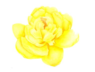 Açık sarı şakayık çiçekli kafa beyaz arka planda izole edilmiş. Suluboya botanik illüstrasyon. El çizimi.