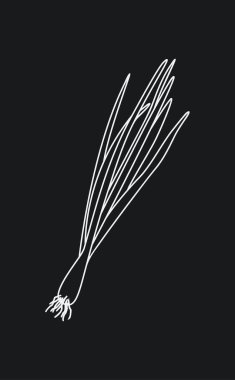 Siyah arka planda soğan filizlenmesi. Katlanmış vektör illüstrasyonu