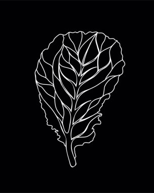 Taze Marul Yeşil Salatası. Bir yaprak siyah arkaplanda izole edilmiş. Vektör beyaz taslak. El çizimi çizimi. Lezzetli yemek veya yemek malzemesi.