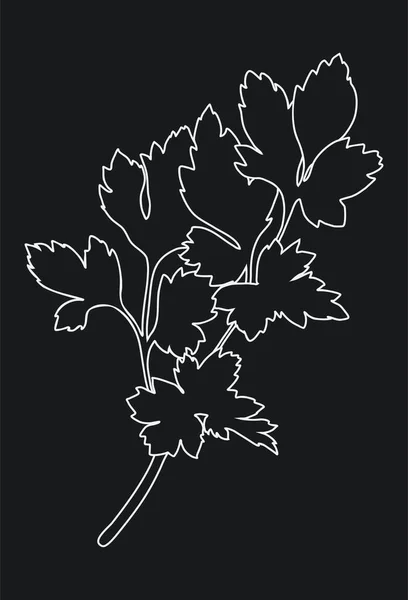 Parsley isolated on black background. Outline vector illustration — Stock Vector