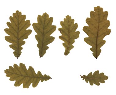 Preslenmiş ve kurutulmuş tomurcukları meşe yaprakları. Beyaz arka plan üzerinde izole.