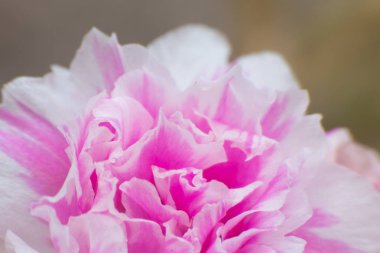 seçici odak pembe çiçekler doğaya