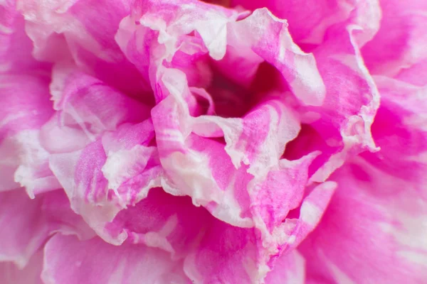 seçici odak pembe çiçekler doğaya