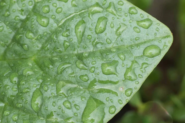 su damlacık yağmur sonra yeşil yaprak üzerinde