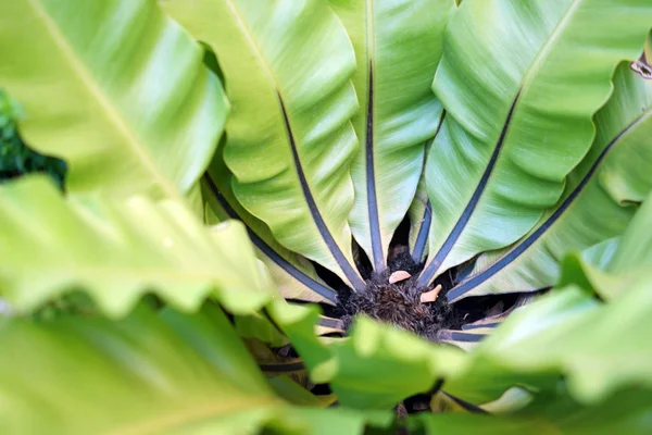 Folhas tropicais verdes — Fotografia de Stock
