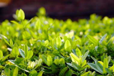 Yeşil bitkiler arka plan. Bahar geldi. Stok görüntü