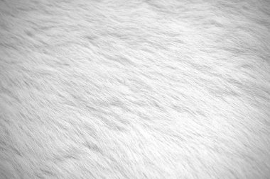 White fur background. Stock Photo