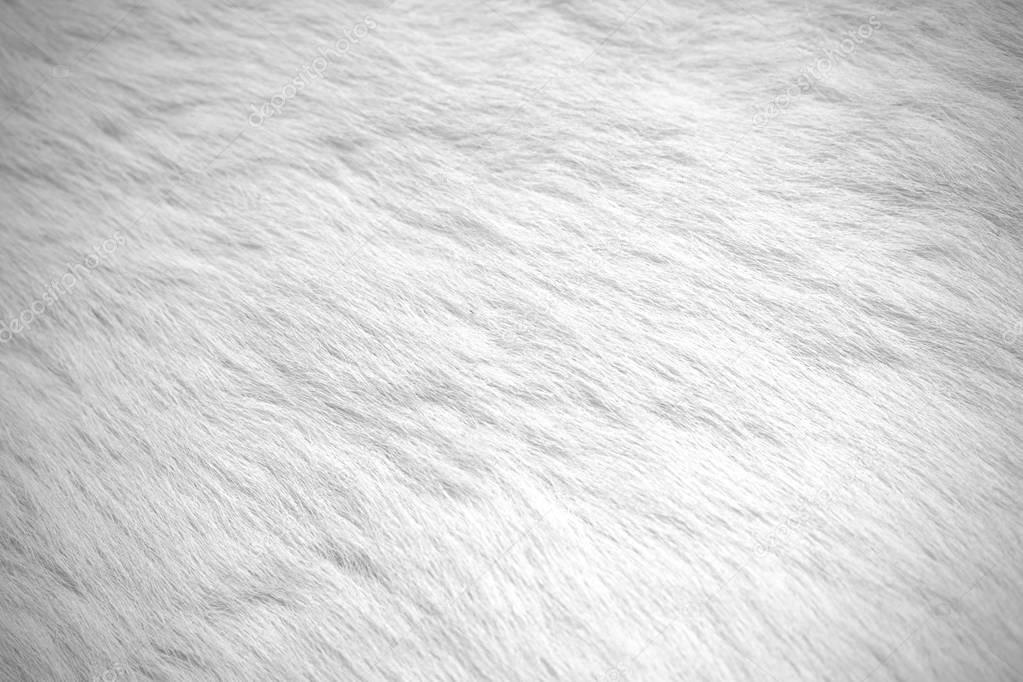 White fur background. Stock Photo