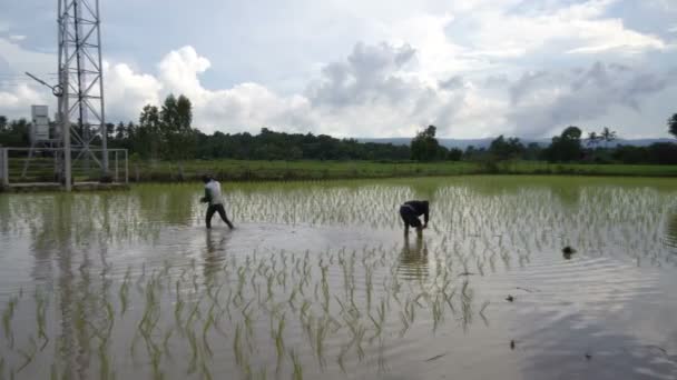 Γεωργοί Μεταμοσχεύουν Σπόρους Ρυζιού Στην Περιοχή Νακέ Στην Επαρχία Νακόν — Αρχείο Βίντεο