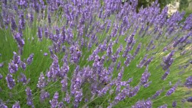 Liverpool City, İngiltere 'de bahar zamanı çiçek açar.