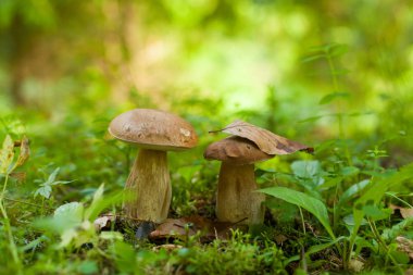 Yeşil ormanda büyüyen iki çörek mantar.