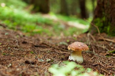 Ormanda boletus mantarı.