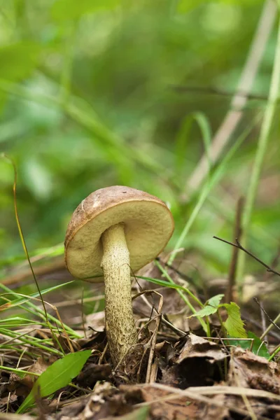 Orange cap bolete mushrooms growing in the green forest. — Stock Photo, Image