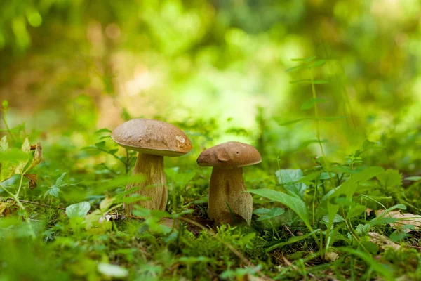 Dois cogumelos boleto crescendo na floresta verde . — Fotografia de Stock