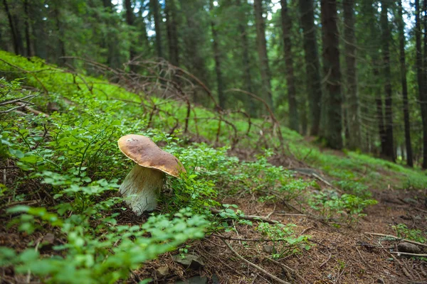 Cogumelo boleto na floresta. — Fotografia de Stock