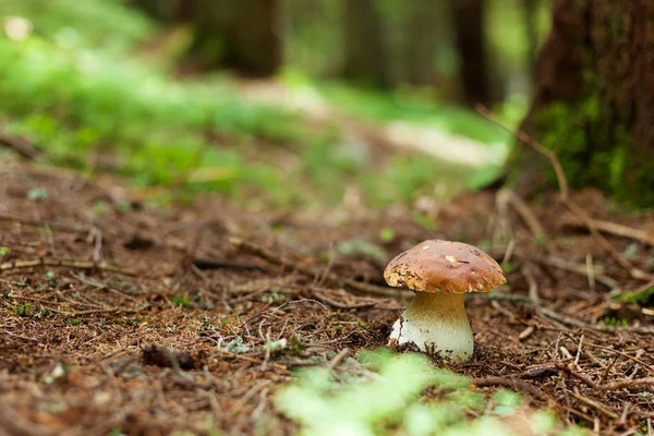 Cogumelo boleto na floresta. — Fotografia de Stock