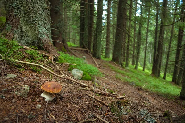 Cogumelo boleto na floresta. — Fotografia de Stock