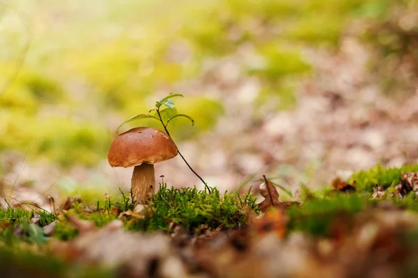 Hongo en el bosque. —  Fotos de Stock