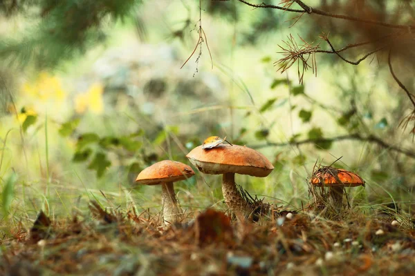 Cogumelos bolete laranja que crescem na floresta verde . — Fotografia de Stock