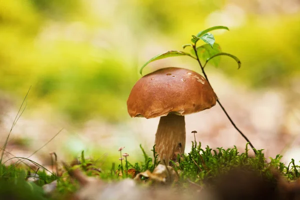 Hongo en el bosque. —  Fotos de Stock