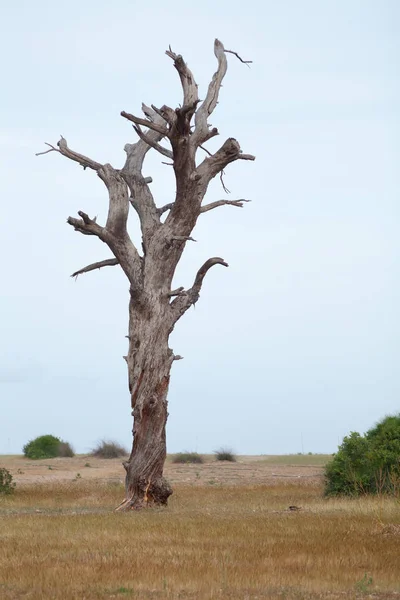 El viejo y completamente seco árbol que crece contra el cielo azul . — Foto de Stock