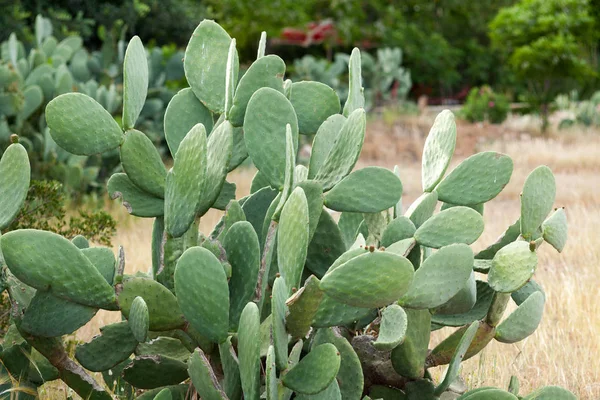 Cactus Opuntia close-up. — Stockfoto