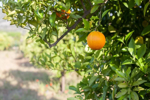 Ripe and fresh oranges hanging on branch, orange orchard in Turkey. — Stock Photo, Image