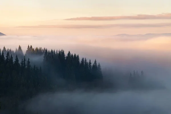 Bosque en las montañas cubierto de niebla . — Foto de Stock