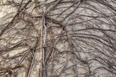 Sarmaşık bitki arka plan kurutulmuş.