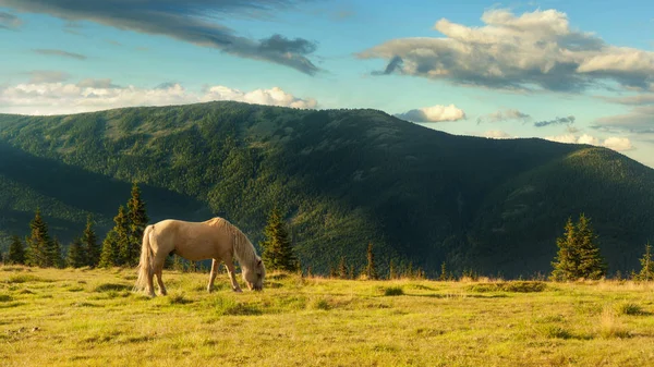 Paisaje de verano en las montañas Cárpatas y el cielo azul con nubes. Un cuerno roza en un prado en las montañas — Foto de Stock