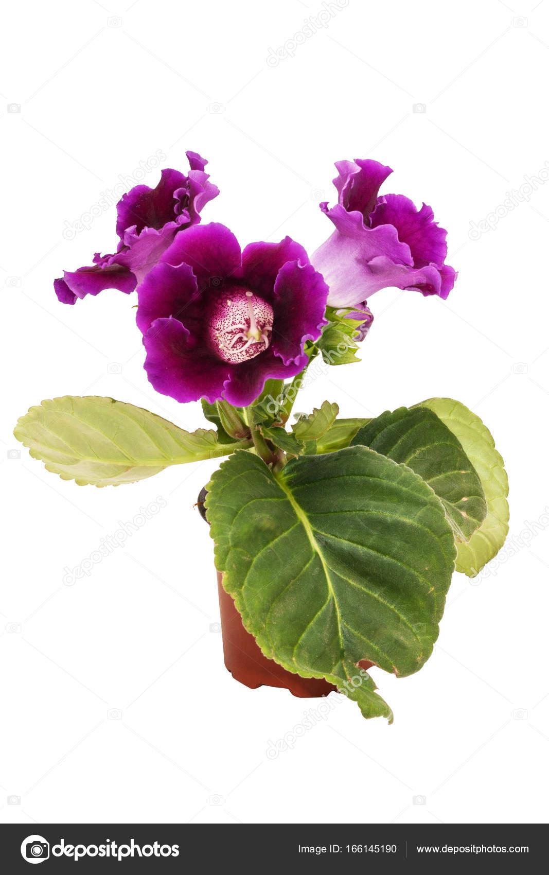 Flores de gloxinia violeta (Sinningia) em um pote marrom isolado no fundo  branco close-up fotos, imagens de © brizmaker #166145190