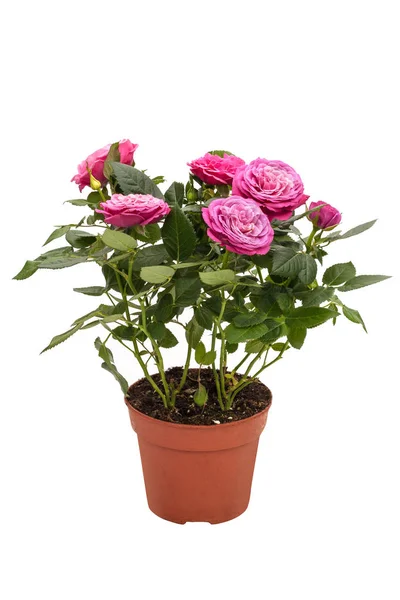 흰색 배경에 고립 된 갈색 냄비에 작은 핑크 꽃 houseplant 미니 로즈 — 스톡 사진