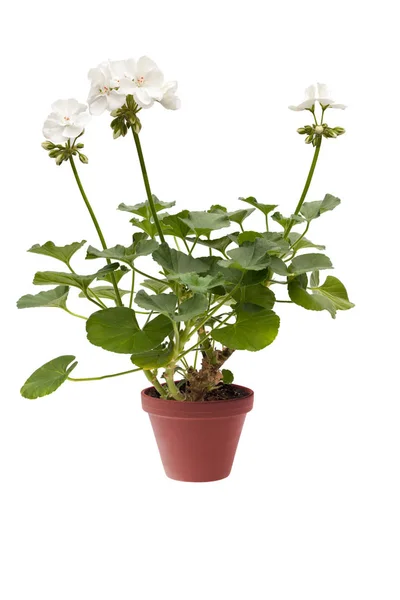 Beau pelargonium blanc dans un pot de fleurs, isolé sur fond blanc — Photo