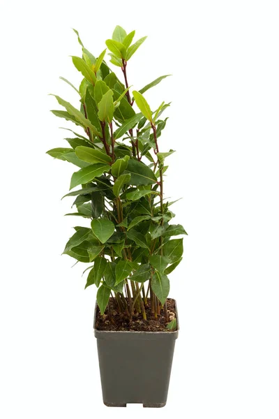 Laurus nobilis i potten på hvid backrgound - Stock-foto