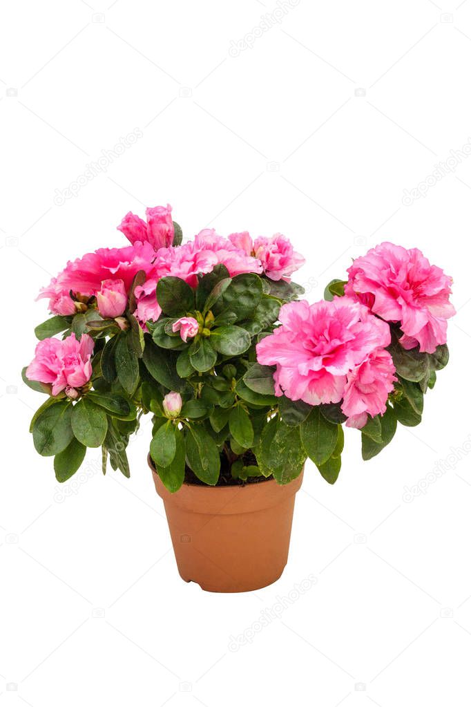 Blossoming pink azalea in a flowerpot isolated on white background