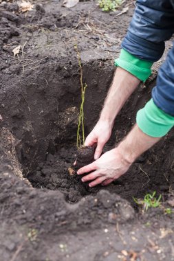 Bahçıvan bahçesini toprağa berry bush koyar. Bitki toprağa açılış işlemi