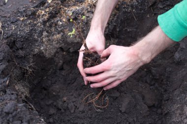 Bir fide dikim. Yeşil bitki holding erkek eller yakın çekim görüntüsü.