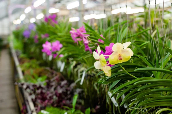 Güzel orkide. Vanda veya Vanda coerulea Griff. Çeşitli çiçek buketi kapat.