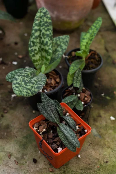 Grupo de pequenos Paphiopedilums em potes marrons — Fotografia de Stock