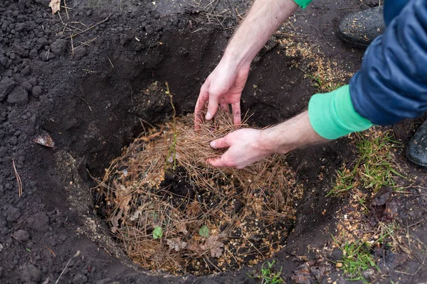 The gardener prepares the ground before planting the bush into the soil