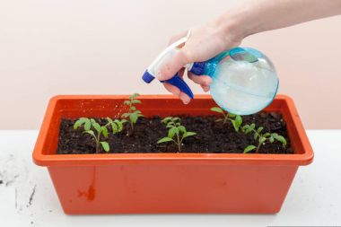 Kadının eldiven dökülen domates ve biber plastik kaplarda ekili eller. Bir tencereye fidan dikim