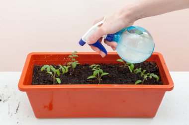 Kadının eldiven dökülen domates ve biber plastik kaplarda ekili eller. Bir tencereye fidan dikim