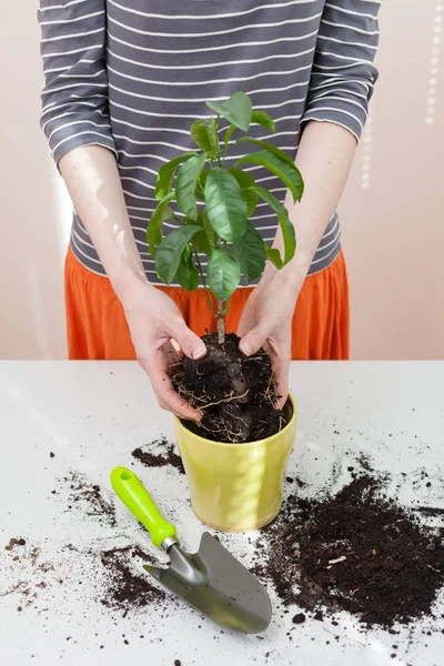 Les Mains Femme Transplantent Une Plante Dans Nouveau Pot Accueil — Photo