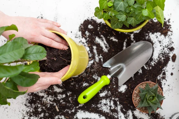 Woman Hands Transplanting Plant New Pot Home Gardening Relocating House — Stock Photo, Image