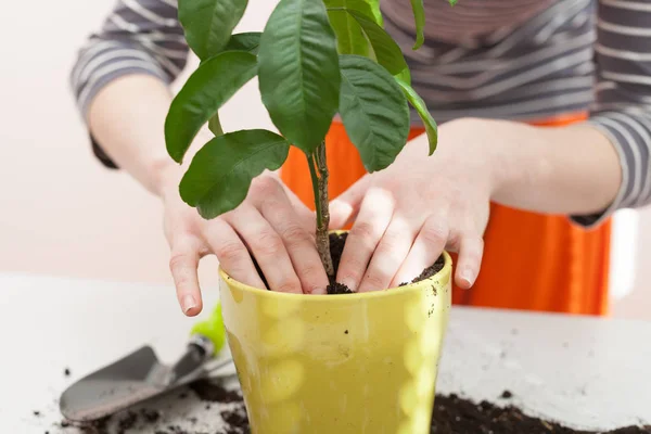 Mãos Mulher Transplantando Planta Uma Panela Nova Casa Jardinagem Relocalização — Fotografia de Stock