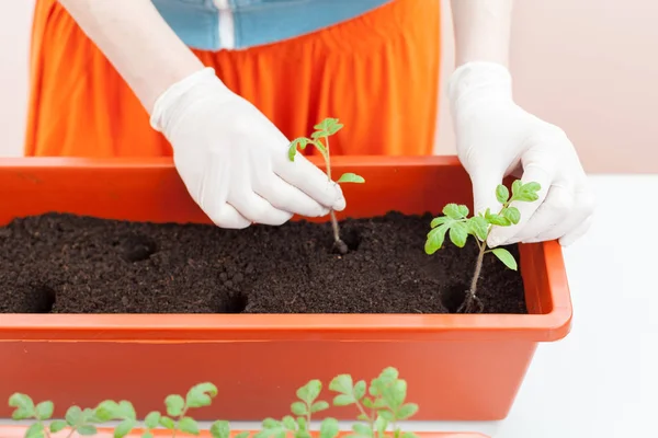 Kvinnans Händer Handskar Plantor Tomat Och Peppar Planterade Plastkrukor — Stockfoto