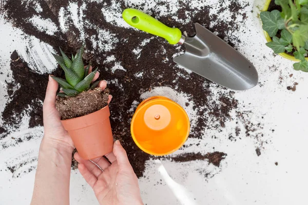 Gardener Takes Out Indoor Plant Transplanting New Pot — Stock Photo, Image