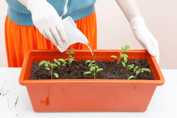 Kvinnans Händer Handskar Häller Tomat Och Peppar Planterade Plastkrukor Plantering — Stockfoto