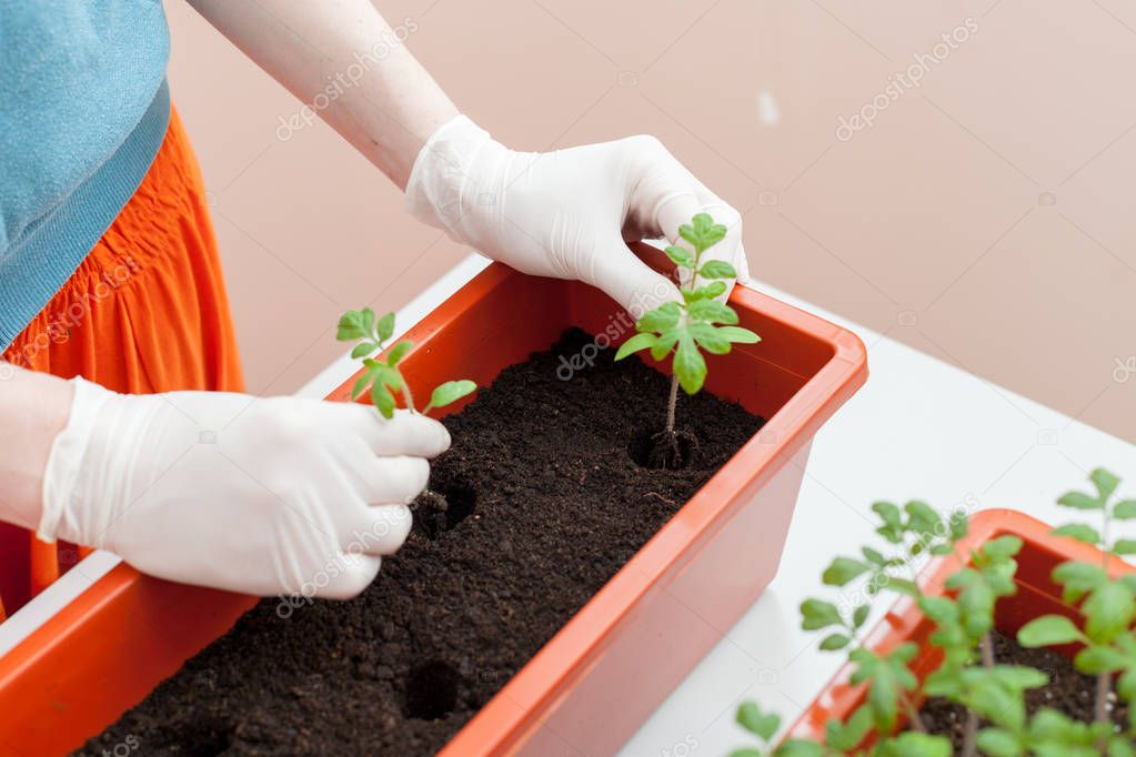 Woman's hands in gloves seedlings of tomato and pepper planted in plastic pots.